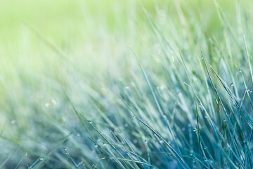 Closeup texture of grass with dew