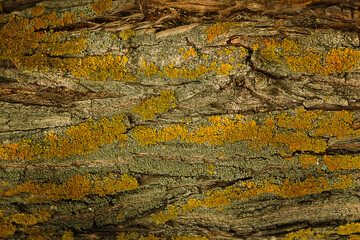 Abstract Natural Background