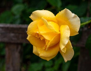 Close-up of a vibrant yellow rose (2)