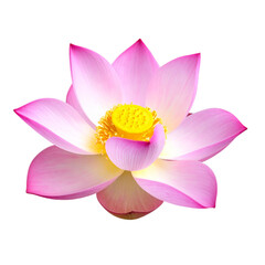 Fototapeta premium Real lotus flower die cut in transparent background png file with fresh bloom close up macro photography 