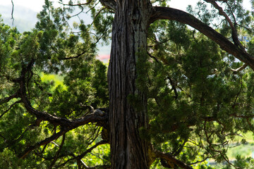 Gnarled Juniper Tree
A dramatic shot of a Juniper tree with a strong, twisting trunk and dense, dark green foliage. The textured trunk and elegant, arching branches dominate the frame.