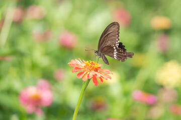 Macro Shot Of Butterfly Perched On Flower Branch