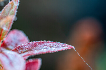Fototapeta premium Delicate Snowflakes Resting On Plants During Frost Descent Season