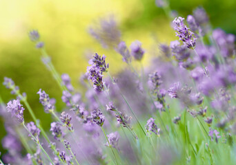 Obraz premium A field of purple lavender flowers sways gently in the breeze, with a soft, sun-kissed background, a peaceful and aromatic summer scene.