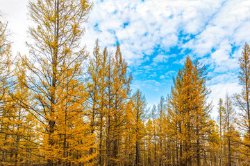 Autumn Pine Tree Forest Scenic Nature Landscape Photography