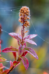 Plants Showing Frost Descent Major Cold Minor Cold And Beginning Of Winter Solar Terms