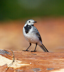 A small bird is standing on a log