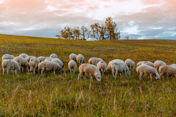 Obraz premium Flock Of Grazing Sheep On Vast Inner Mongolia Grassland