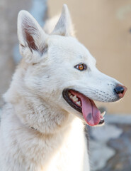 A white dog with a pink tongue is smiling
