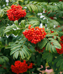 A tree with red berries on it