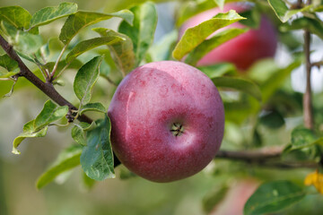 A red apple is hanging from a tree