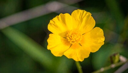 Close-up of a vibrant yellow flower (1)