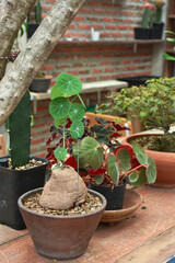 Stephania erecta Craib in a pot with natural light. Natural background and wallpaper. Soft focus, Select focus.