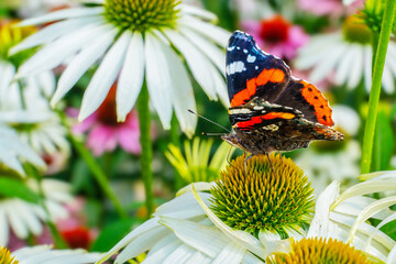Motyl. Rusałka Admirał. © Janusz Lipiński