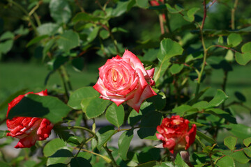 A vibrant, close-up shot of deep red roses in full bloom