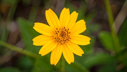 Fototapeta premium Close-up of a vibrant yellow flower (5)