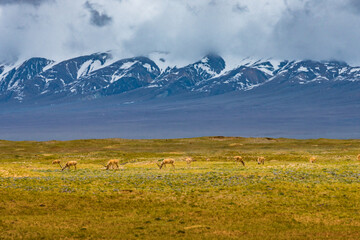 Pristine Natural Wilderness Landscape in Hoh Xil Qinghai