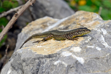 Ägäische Mauereidechse // Erhard's wall lizard, Aegean wall lizard (Podarcis erhardii riveti) - Großer Prespasee, Albanien