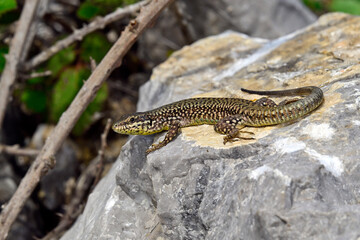 Ägäische Mauereidechse // Erhard's wall lizard, Aegean wall lizard (Podarcis erhardii riveti) - Großer Prespasee, Albanien