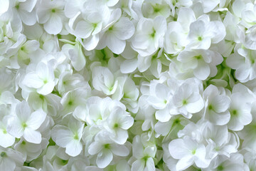 Close up view of many white hydrangea flowers a beautiful floral background
