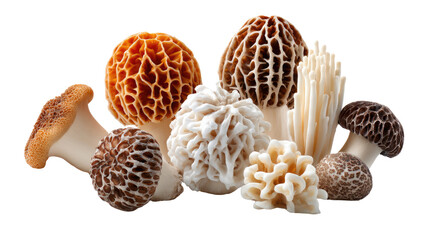 Variety of Edible Mushrooms: A captivating array of assorted, mouth-watering mushrooms, artfully arranged, showcasing their unique textures and forms, ready to entice culinary exploration.