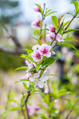 Beautiful Blooming Peach Blossoms Spring Floral Photography