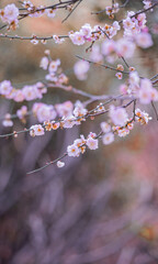 Pink Cherry Blossoms in Spring Majestic Floral Photography