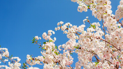 Cherry Blossoms Against Blue Sky Spring Floral Elegance
