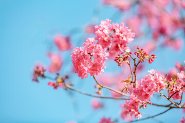 Pink Cherry Blossoms Signaling Spring Warmth Floral Landscape