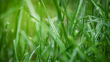 Dewdrops on Grass Blades Grain Rain Solar Term Detail