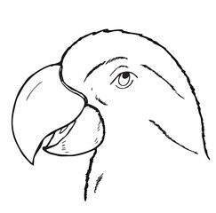 Cute cartoon hand drawn vector parrot head and beak sketch.