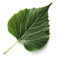 Fototapeta premium Black Poplar Leaf Refined Forest Classic with Deep Green Shine and Elegant Tapered Form on White Background Highlighting Natural Freshness Glossy Texture and Minimal Botanical Charm