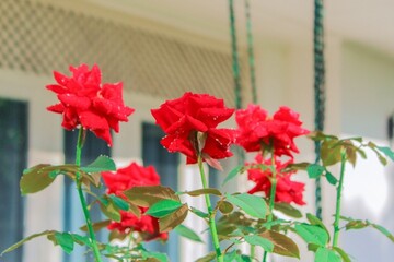 red and white flowers