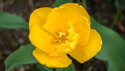 Close-up of a vibrant yellow tulip