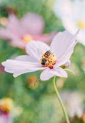 Bee Pollinating Summer Solstice Flower Nature Macro