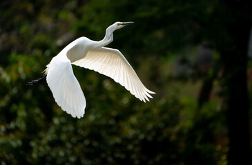 Bird Flying in Summer Sky Wildlife Action Photography
