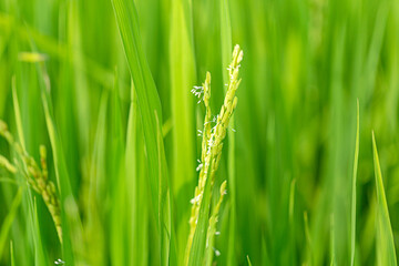Green Rice Paddy Sprouting Heads Agriculture Growth Detail