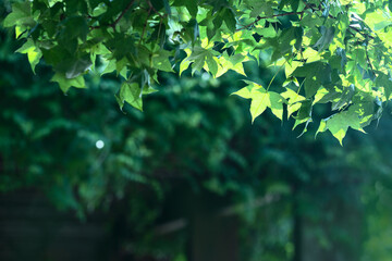 Sunlit Green Leaves Summer Fresh Background Pattern