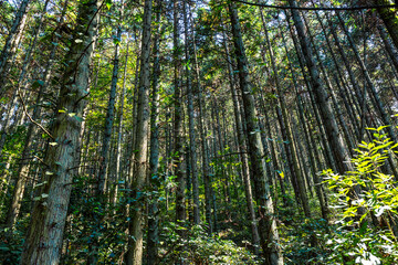 Fototapeta premium Dense Forest Grove with Thick Shrubs and Lush Foliage in Sunlight