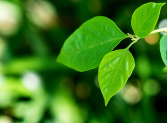 Green Plant Leaves Photography for Minor Heat Solar Concept