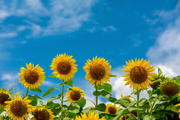 Field of Sunflowers in Full Bloom Under Summer Sky