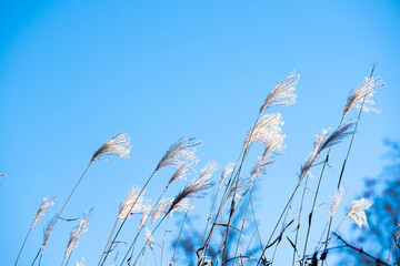 Reed Grass Field Under Blue Sky Natural Landscape