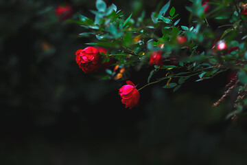 Dark Moody Rose Flower Still Life Vintage Style