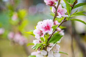 Romantic Pink Peach Blossoms Spring Floral Photography