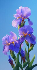 Delicate purple irises against a clear blue sky