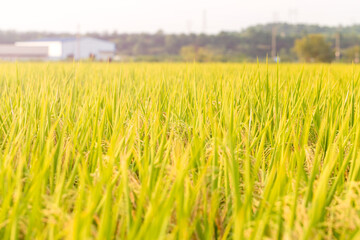 Rice Paddy Harvest Scene Abundant Grain Bending in Autumn Sunlight