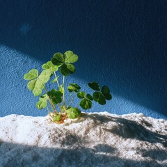 Small clover plant on light-colored surface against a deep blue wall, bathed in sunlight