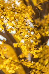 Autumn Golden Ginkgo Tree with Fallen Leaves Beijing Park
