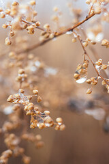 Aesthetic Winter Dried Grass Close Up Photography