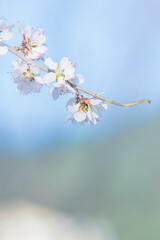 Blossoming Mountain Peach Flowers in Northern Spring